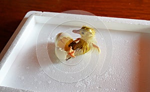 Little yellow duckling hatched from an egg