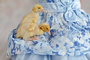 Little yellow duckling sitting on a blue dress