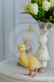 Little yellow duckling sitting on a table with flowers