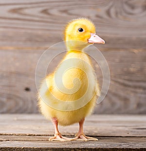 Little yellow duckling photo