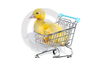 Little yellow ducklings in shopping carts on white background