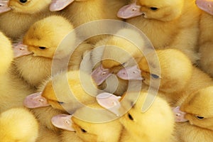 Little yellow ducks