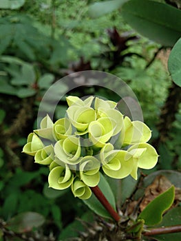 Little yellow euphoria plant flower petals