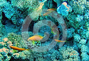 Little yellow fish swiming near corals