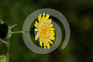 Poco fiore è un nato naturalmente natura. .  