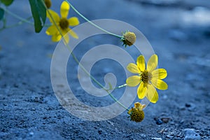 A little yellow flower facing up
