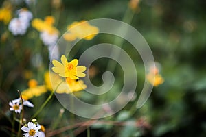 little yellow flower