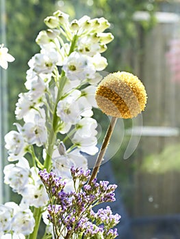 Little yellow flower in front of a window with reflections, various other flowers in the background, Focus on yellow flowe