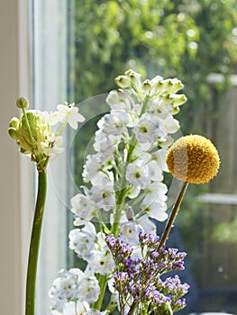 Little yellow flower in front of a window with refelctions, various other flowers in the background, Focus on yellow flowe