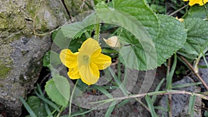 Little yellow flower hide on green