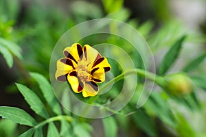 Little yellow flower, marigolds, flowering plants