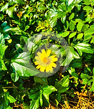 The little yellow flower smilling in the sunshine.