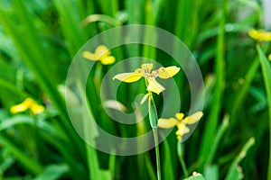 Little yellow flower in nature