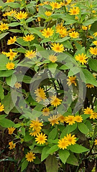 Little yellow flowers