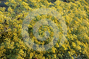 Little yellow flowers