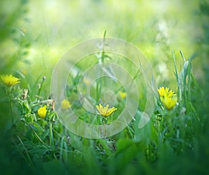 Little yellow flowers in grass