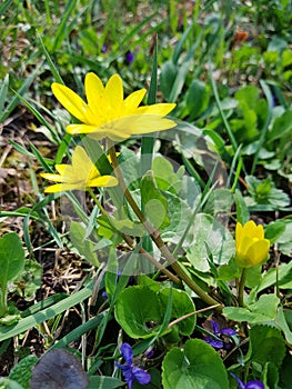 Fun Little yellow flowers on the green grass