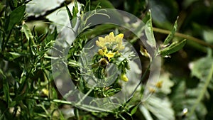 The little yellow flowers grow near the park forest