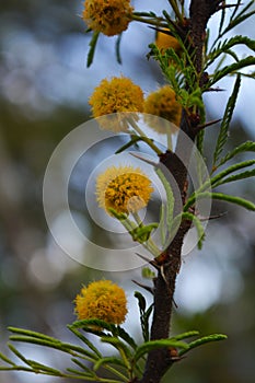 Little yellow flowers similar to diente de leon photo