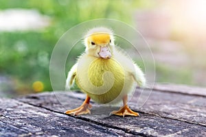 Little yellow fluffy duckling on a wooden surface in the garden
