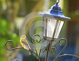 Little yellow Goldfinch perches on a bird feeder.