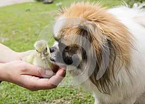 Little yellow goose in the hands of a man sniffing a wonderful small dog
