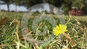 A little yellow grass flower