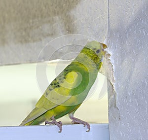 Little yellow green wavy parrot, sitting on a branch, Gnaws tears scratches the wall, causing harm to paper wallpaper