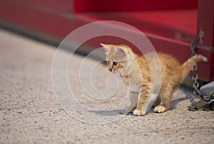 Little yellow kitten in the street. Curious small cat. Cute and lovely kitten