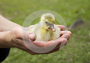 Little yellow little goose in the hand of a man on a green background