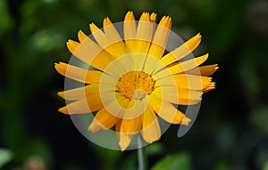 A Little Yellow Miracle