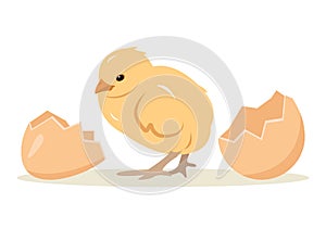 Little yellow Newborn chicken baby and broken egg.