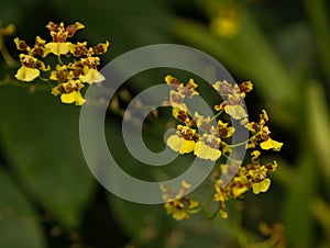 Little yellow Oncidium sphacelatum orchid