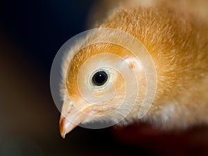 Little yellow and orange fuzzy chick