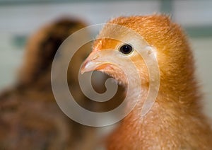 Little yellow and orange fuzzy chick