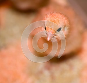 Little yellow and orange fuzzy chick