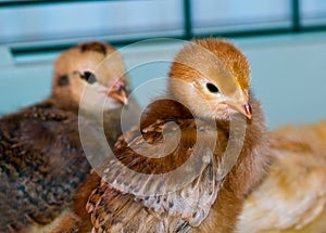 Little yellow and orange fuzzy chick