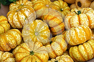 Little yellow pumpkins on farmers market