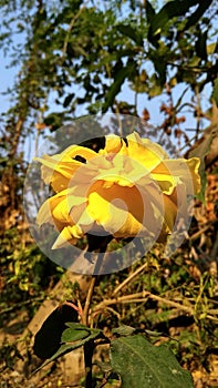 Little yellow rose in the gardan in sunlights