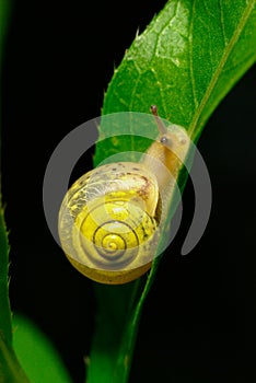 Little yellow snail crawling on green leaf in garden. Snail in nature in grass next to a river