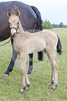 A little yellow stallion foal, standing next to the mother, during the day with a countryside landscape