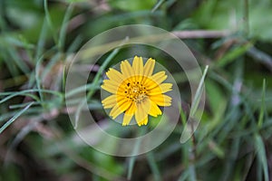 Little Yellow Star Flower