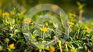 Little Yellow Star Flower Background