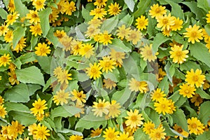 Little Yellow Star or Melampodium divaricatum flower.