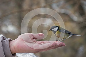 Little yellow tit sitting on the human hand