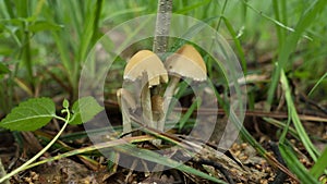 Little yellow toadstools among the grass
