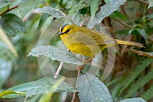 Little yellow warbler perched on a bush branch