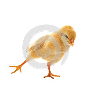 Little yellow young baby chick excercise yoka isolated on white