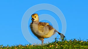 A Little Yoga- goseling goose bird-