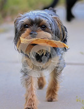 Little yorkie Poo puppy carrying his chew toy